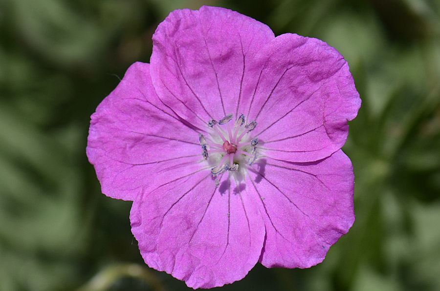 Geranium sanguineum